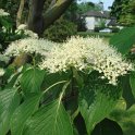 Cornus controversa fleur STATUE